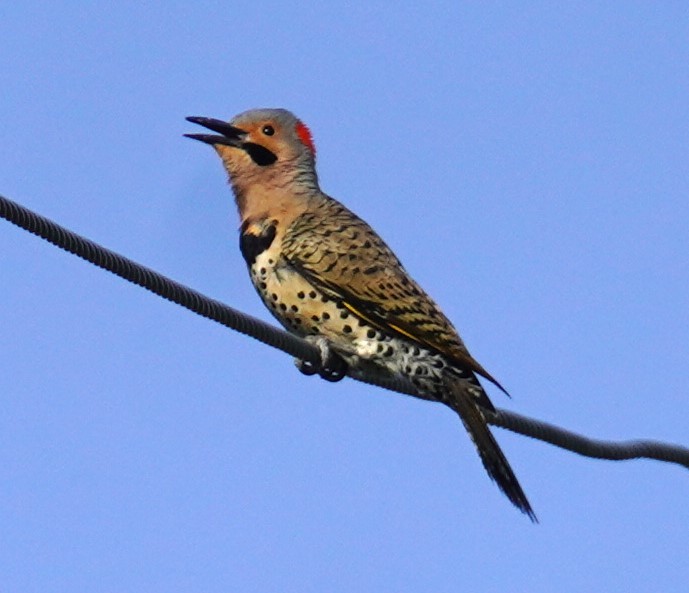 Northern Flicker - ML633110409