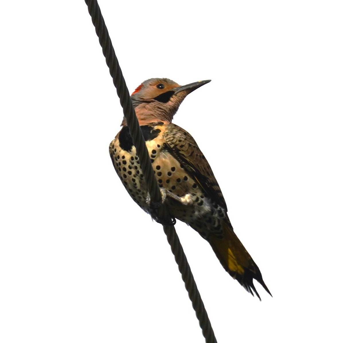 Northern Flicker - ML633110410
