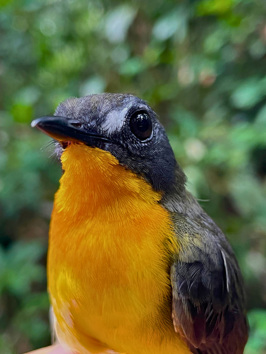 Yellow-breasted Forest Robin - ML633110732