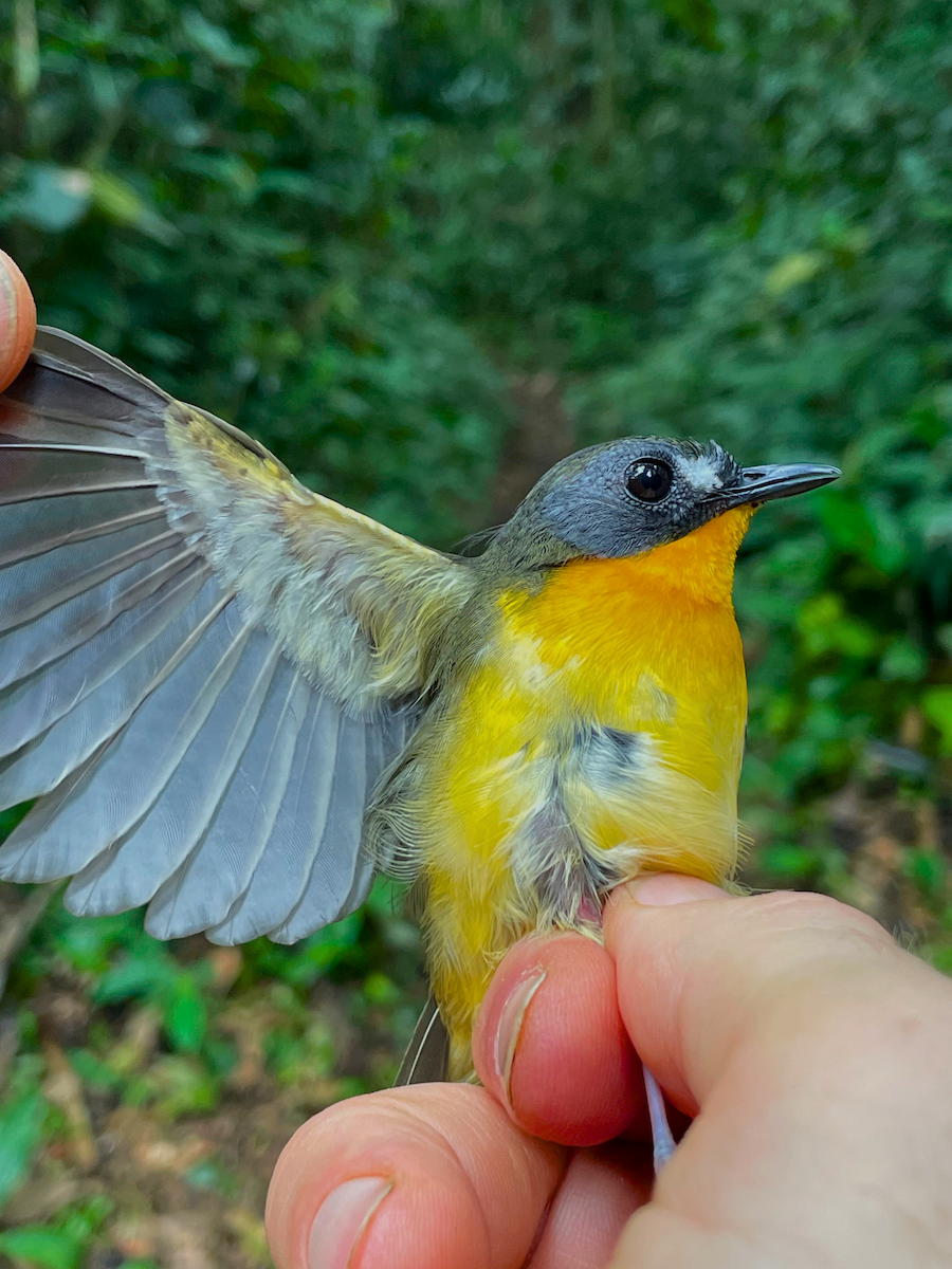 Yellow-breasted Forest Robin - ML633110733