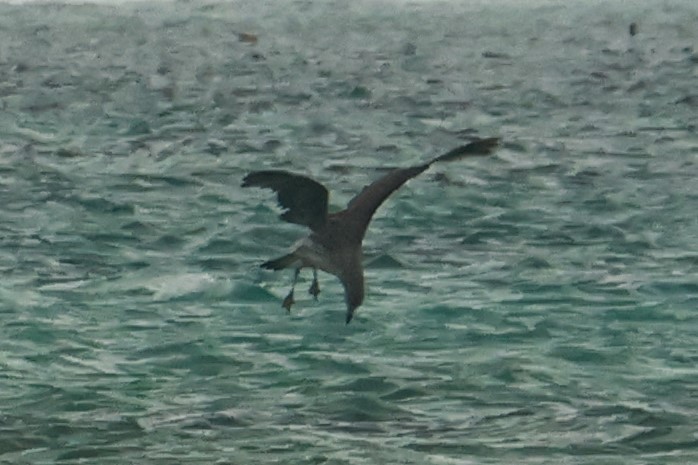 Laughing Gull - ML633110786