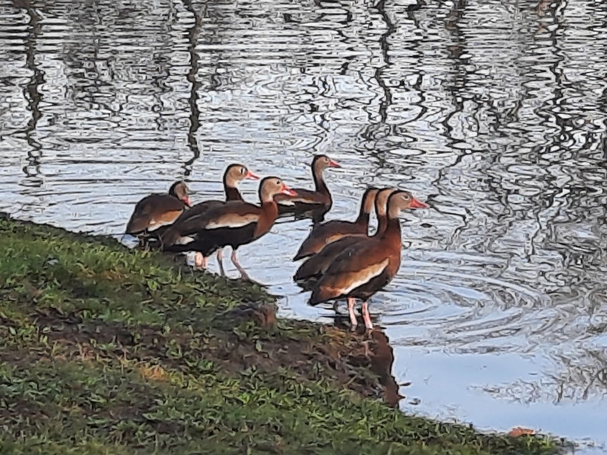 Black-bellied Whistling-Duck - ML633110876