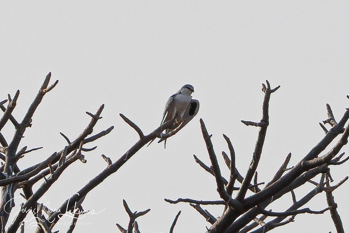 Scissor-tailed Kite - ML633111233