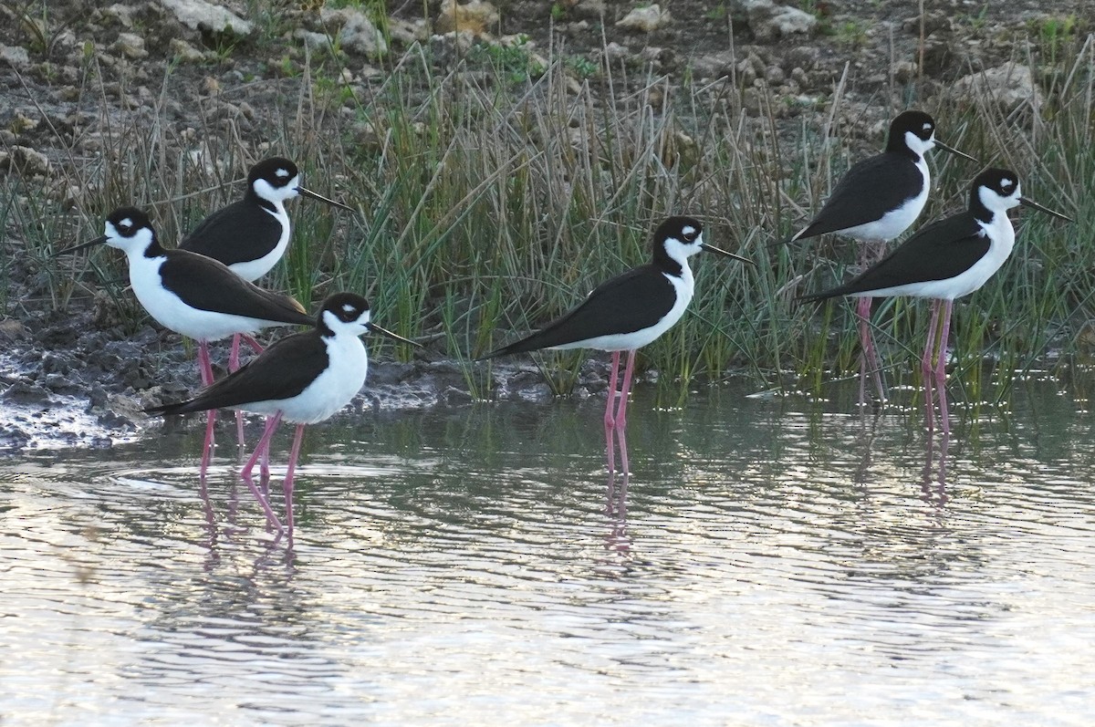 Black-necked Stilt - ML633111257