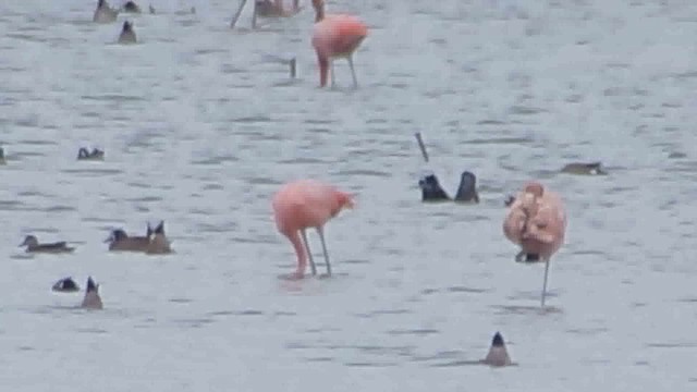 American Flamingo - ML633111312