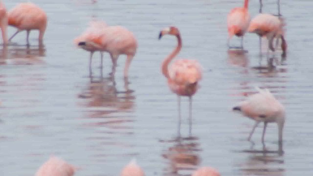 American Flamingo - ML633111316