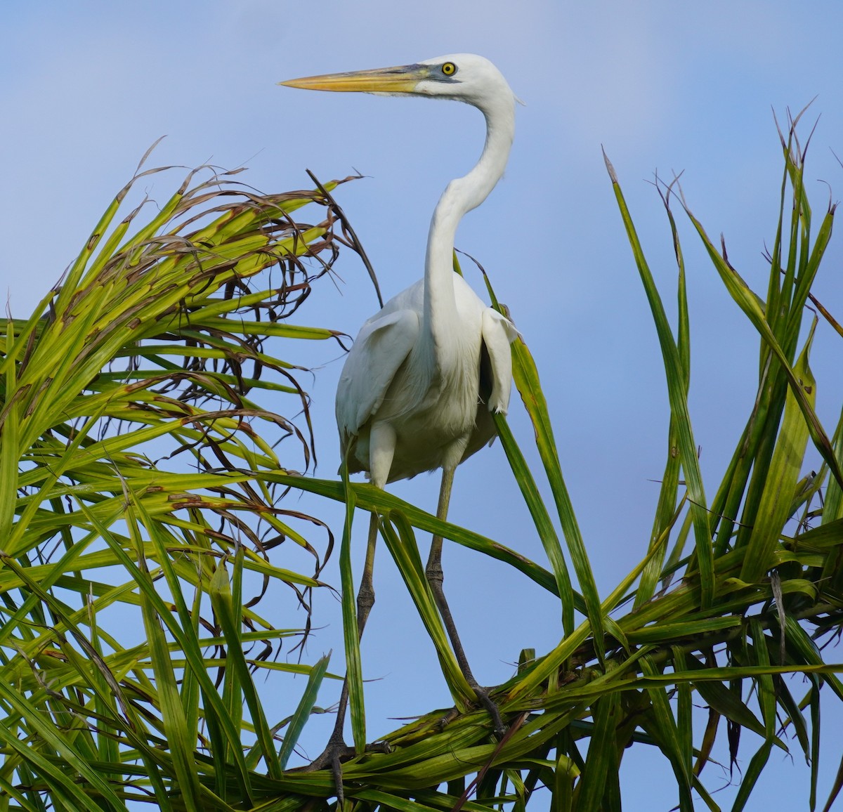 Great Blue Heron (Great White) - ML633111323