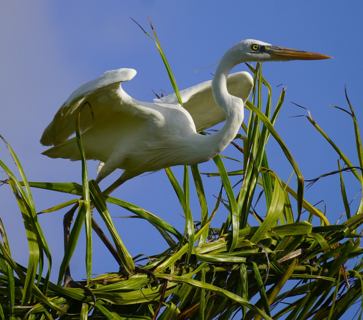 Great Blue Heron (Great White) - ML633111324