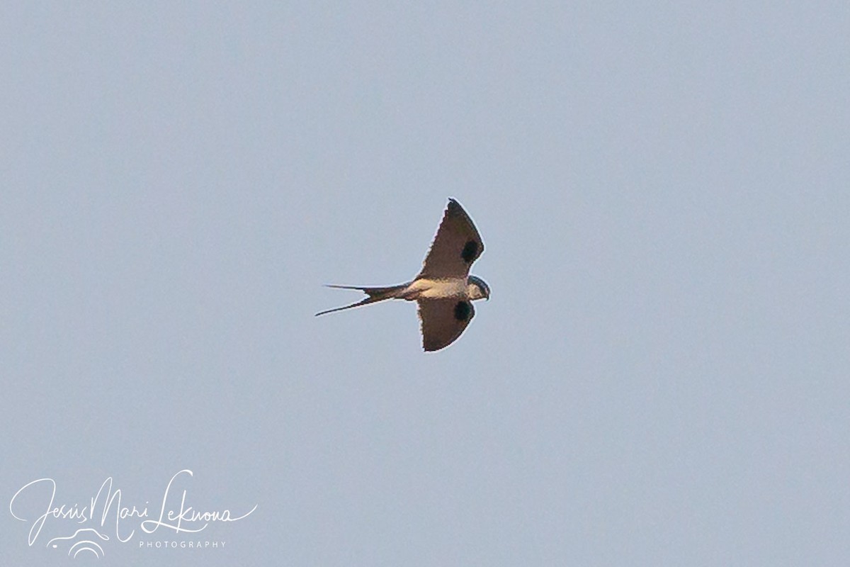 Scissor-tailed Kite - ML633111383