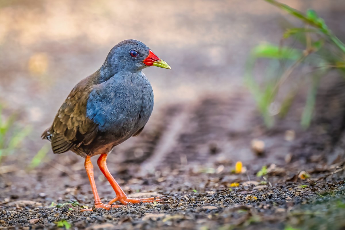 Paint-billed Crake - ML633111394