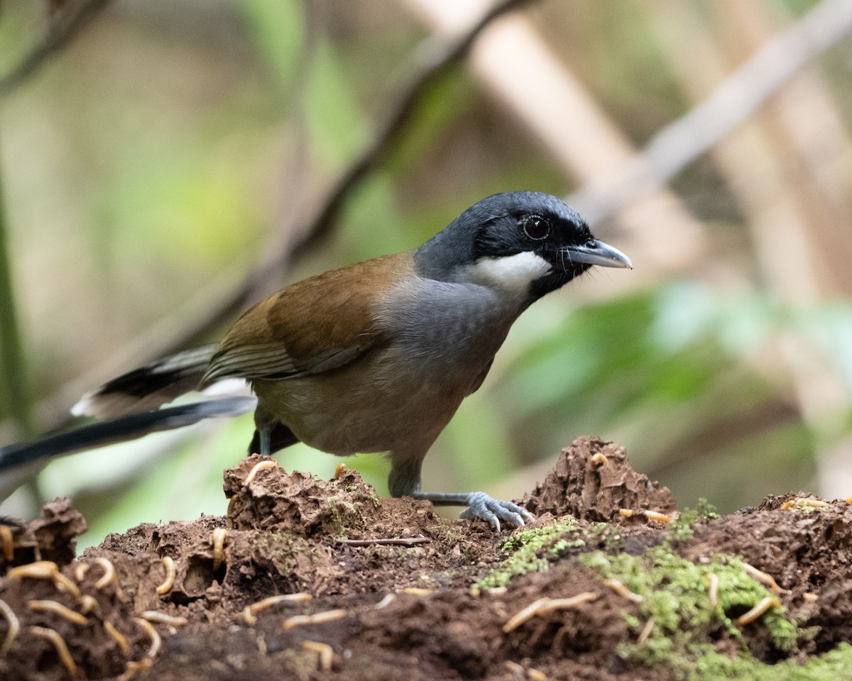 White-cheeked Laughingthrush - ML633111516