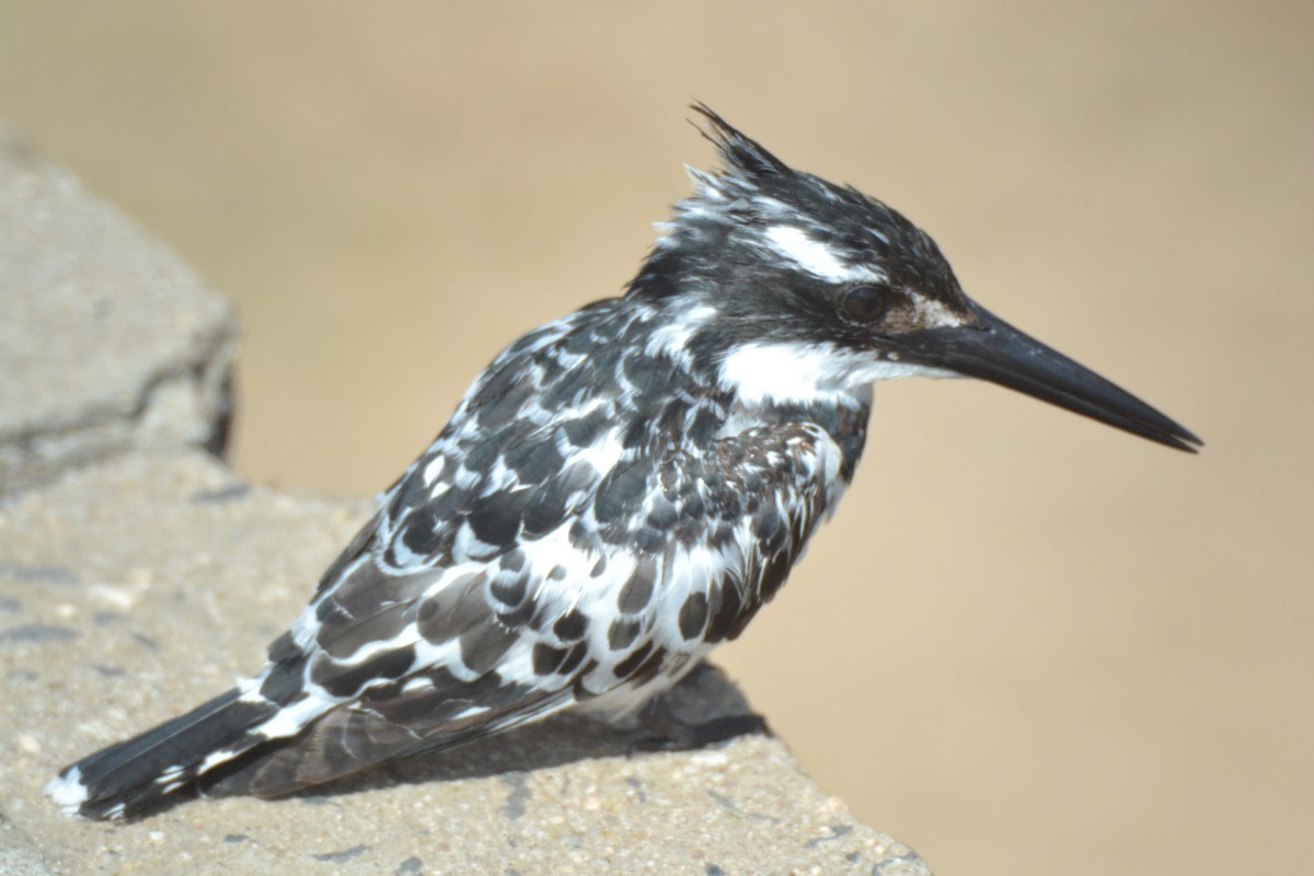 Martin-pêcheur pie - ML633111533
