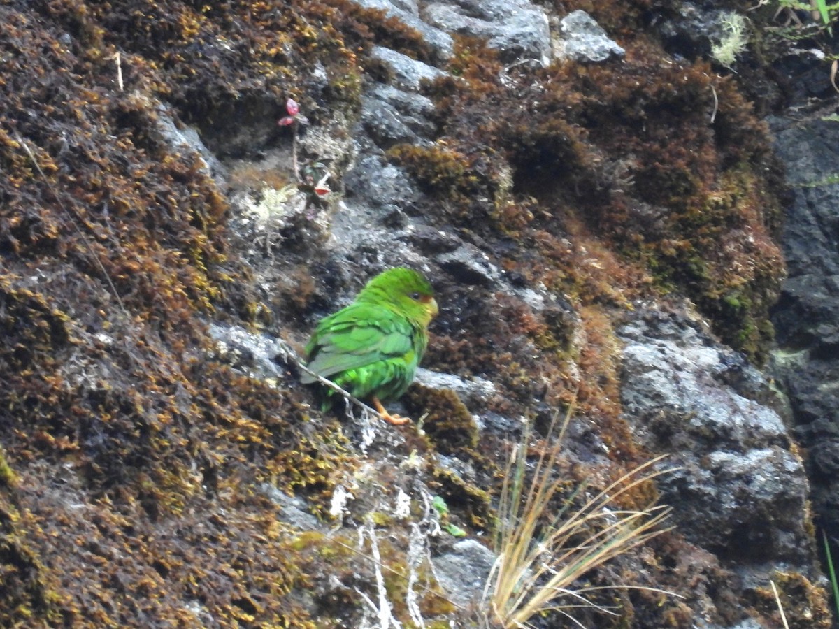 Rufous-fronted Parakeet - ML633111590