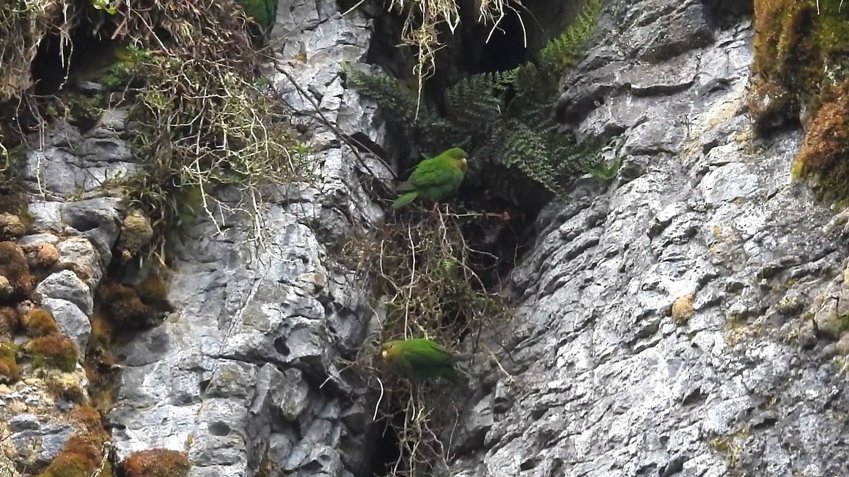 Rufous-fronted Parakeet - ML633111591