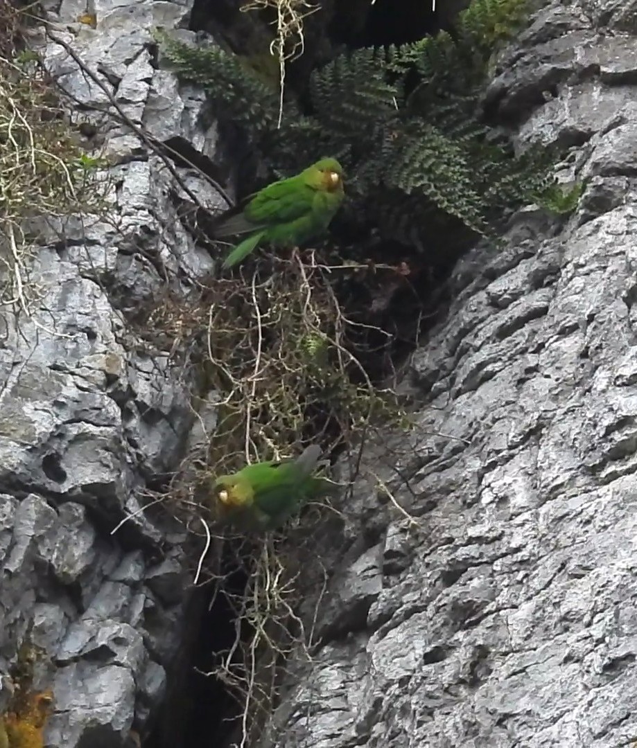 Rufous-fronted Parakeet - ML633111594