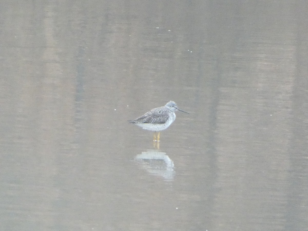 Greater Yellowlegs - ML633111595