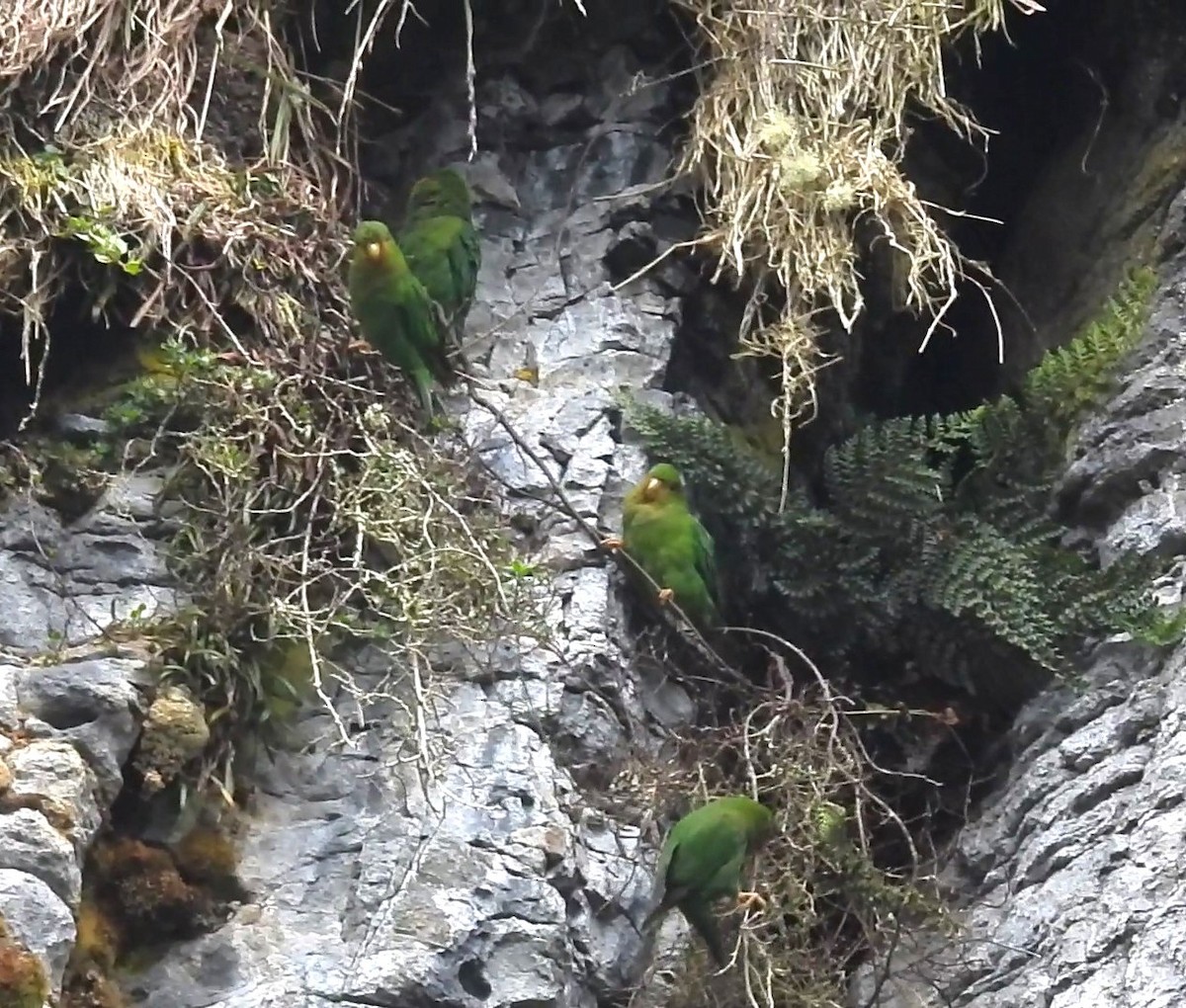 Rufous-fronted Parakeet - ML633111597