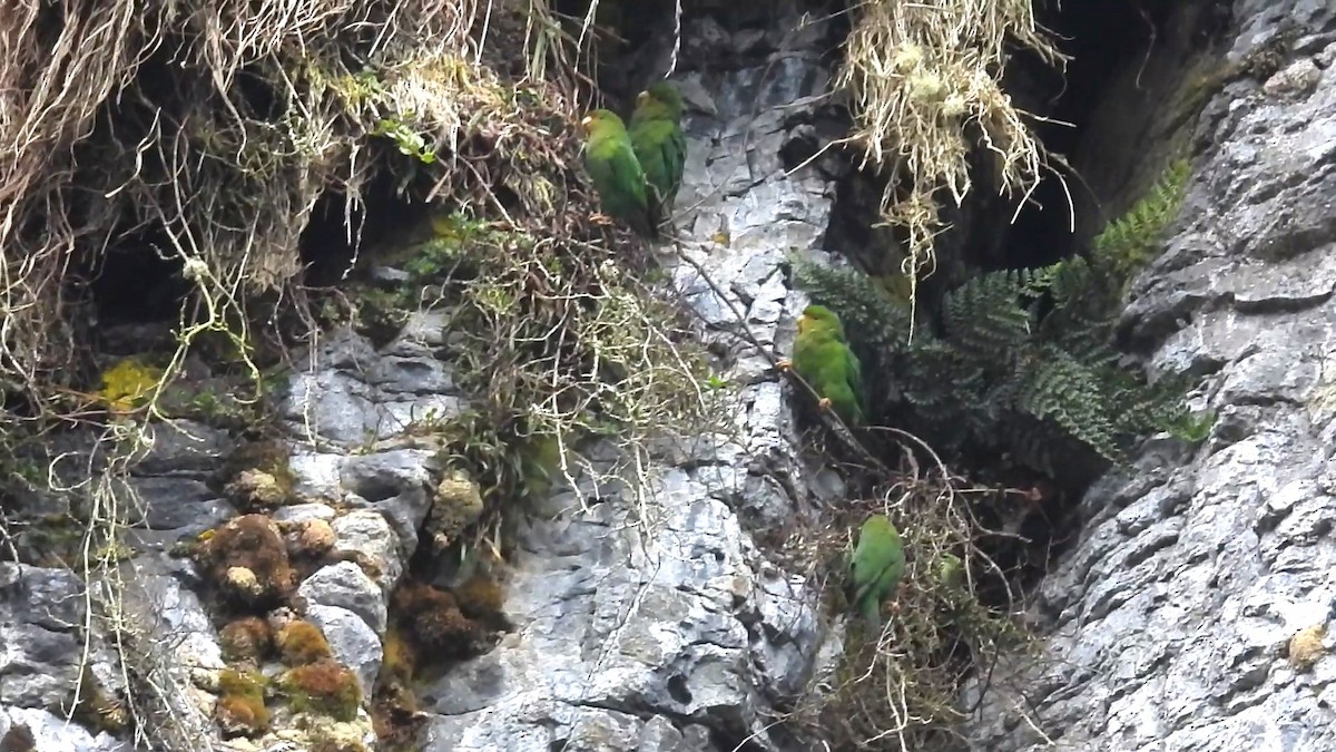Rufous-fronted Parakeet - ML633111598