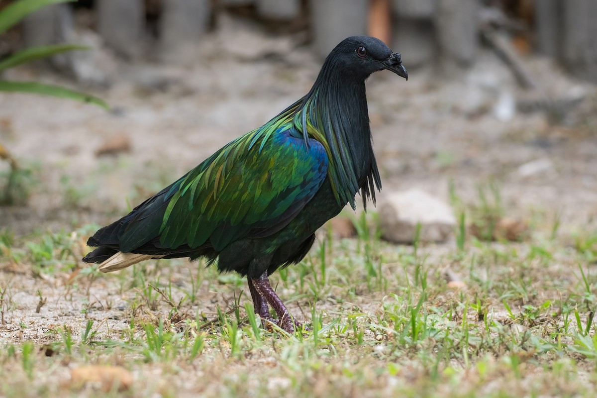 Nicobar Pigeon - ML633111600