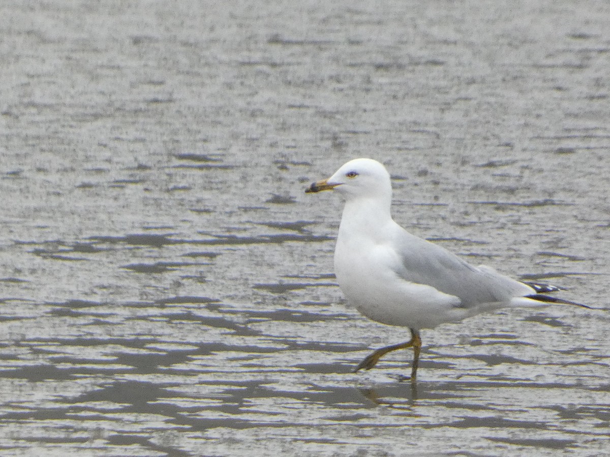 Ring-billed Gull - ML633111601
