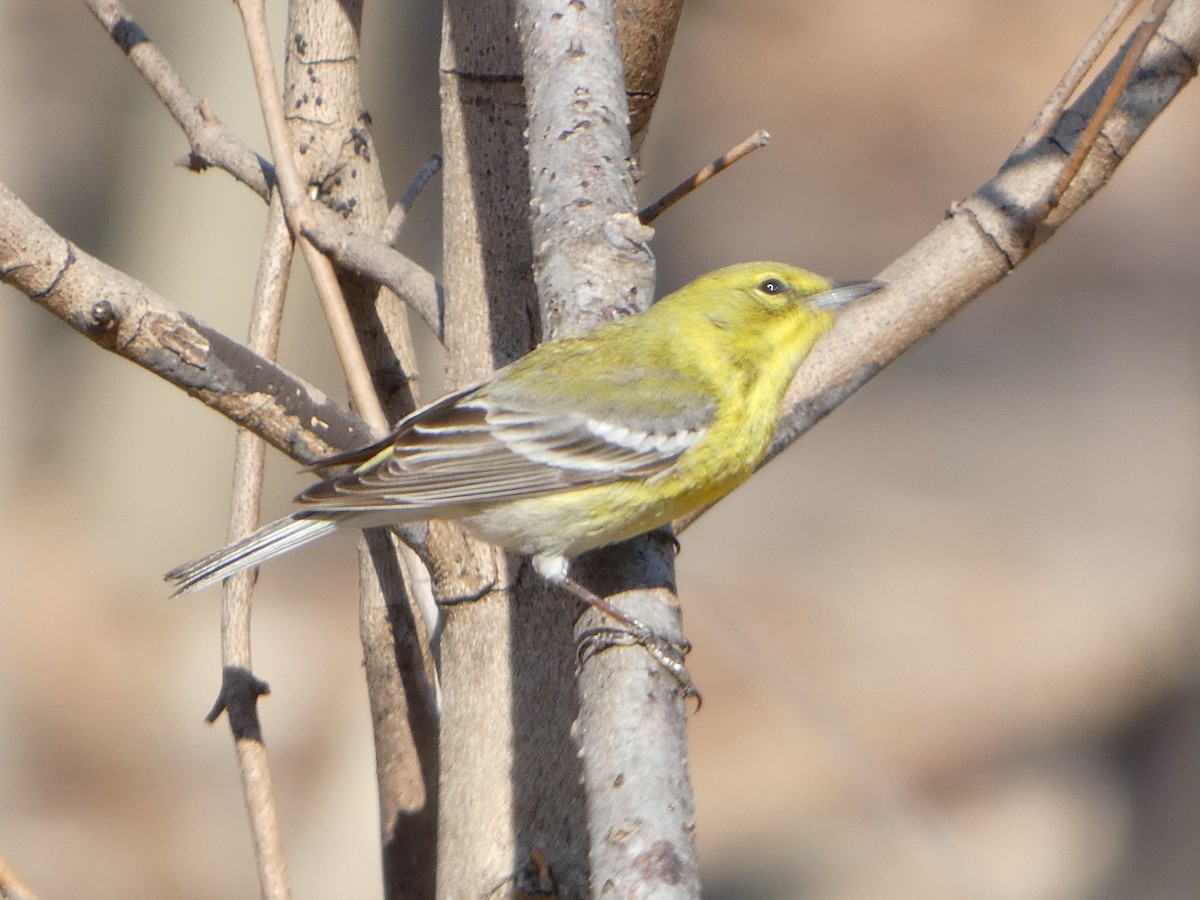 Pine Warbler - ML633111622