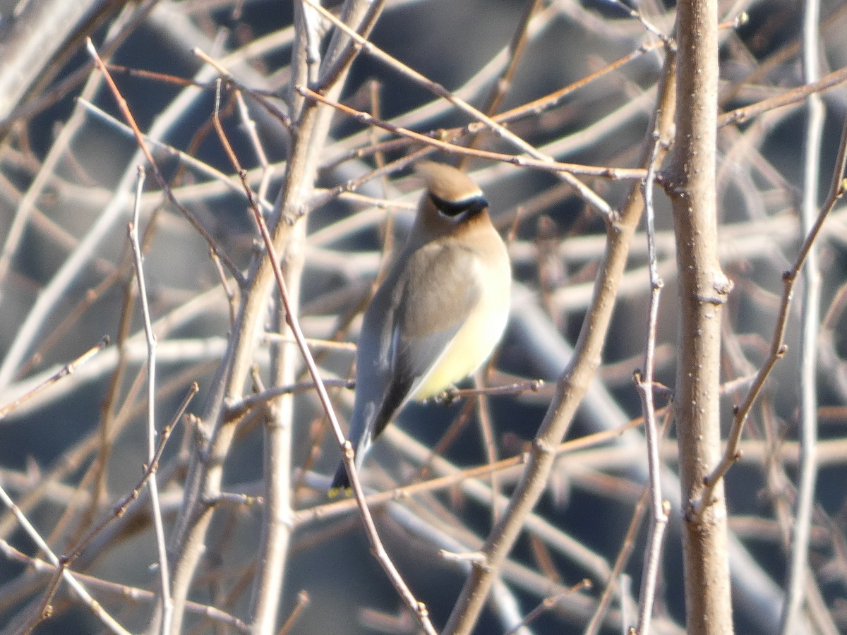 Cedar Waxwing - ML633111628