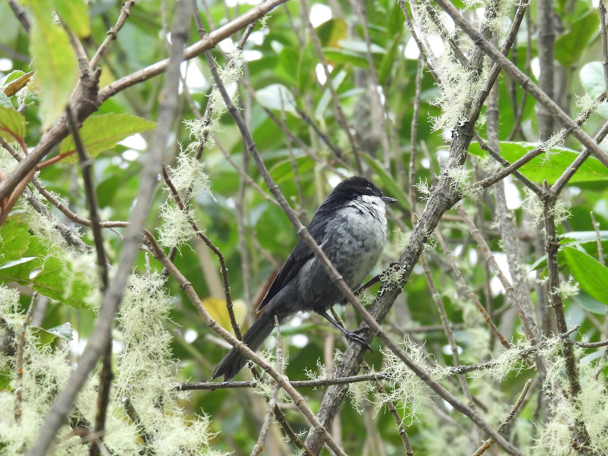 Black-backed Bush Tanager - Cynthia Nickerson