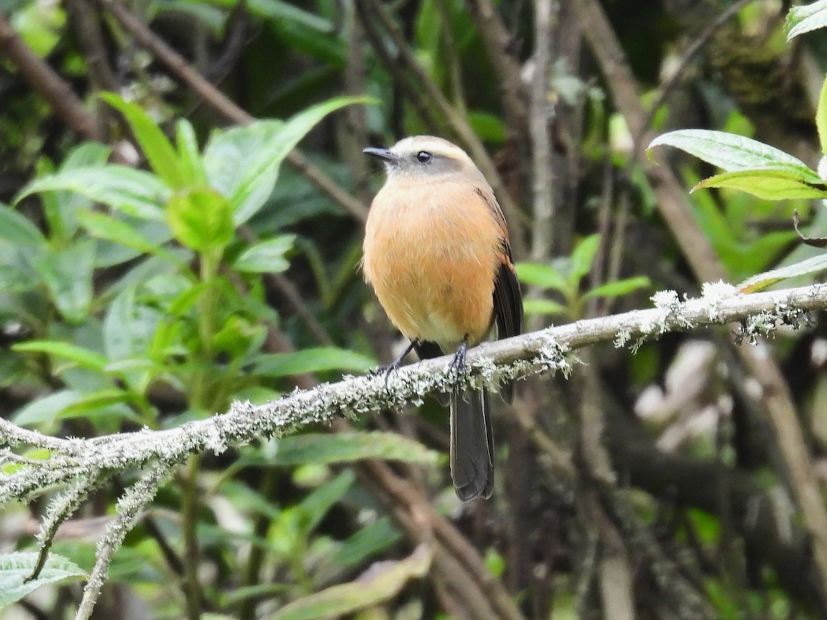 Brown-backed Chat-Tyrant - Cynthia Nickerson
