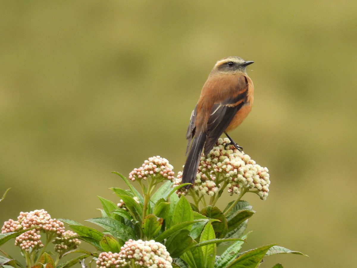 Brown-backed Chat-Tyrant - Cynthia Nickerson