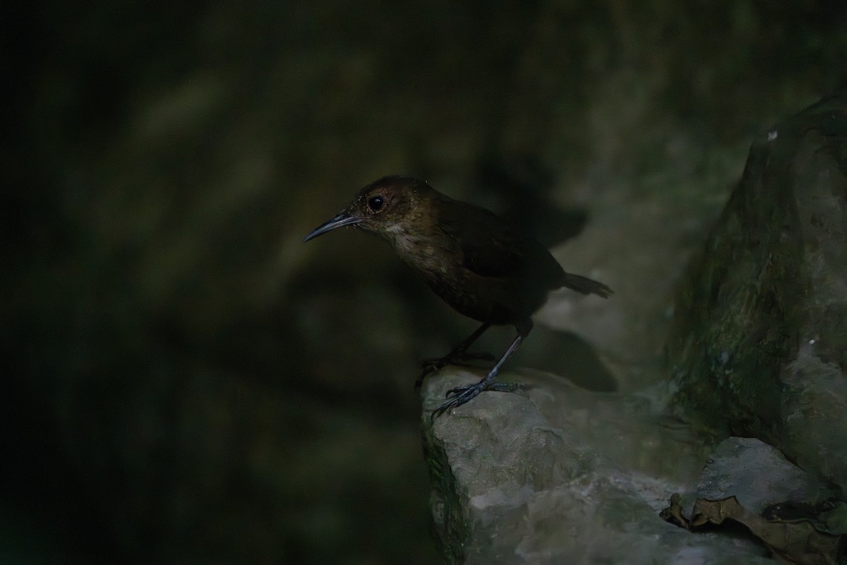 Nava's Wren - ML633111892