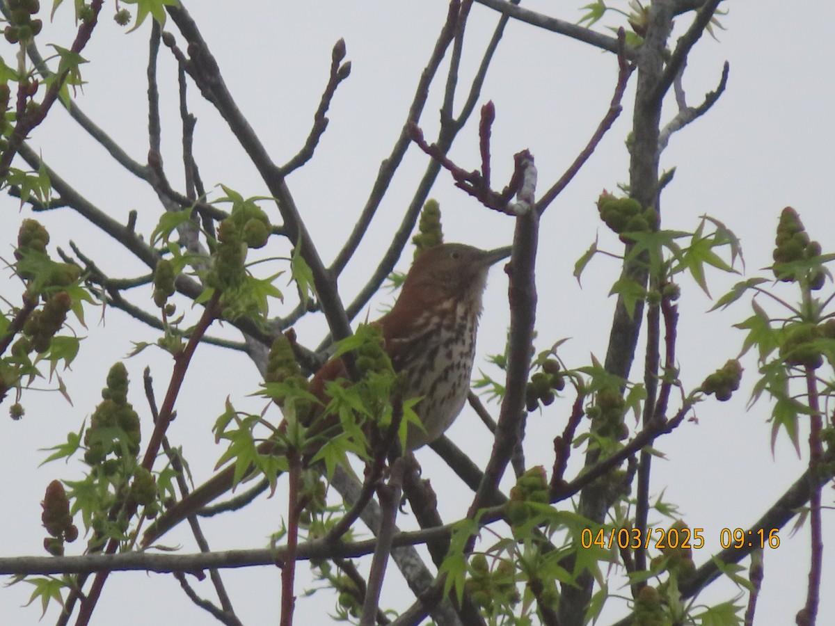 Brown Thrasher - ML633111901