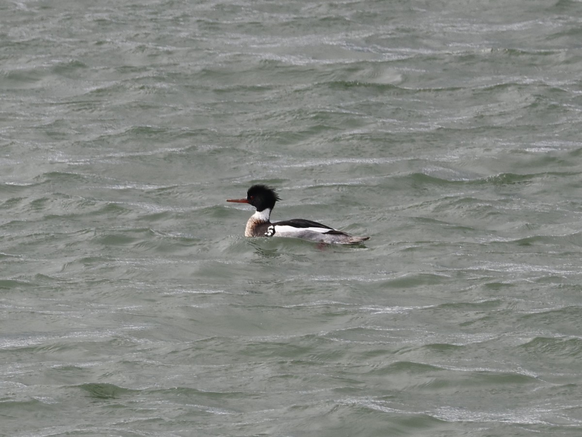 Сэвгэр бохио - ML633111922