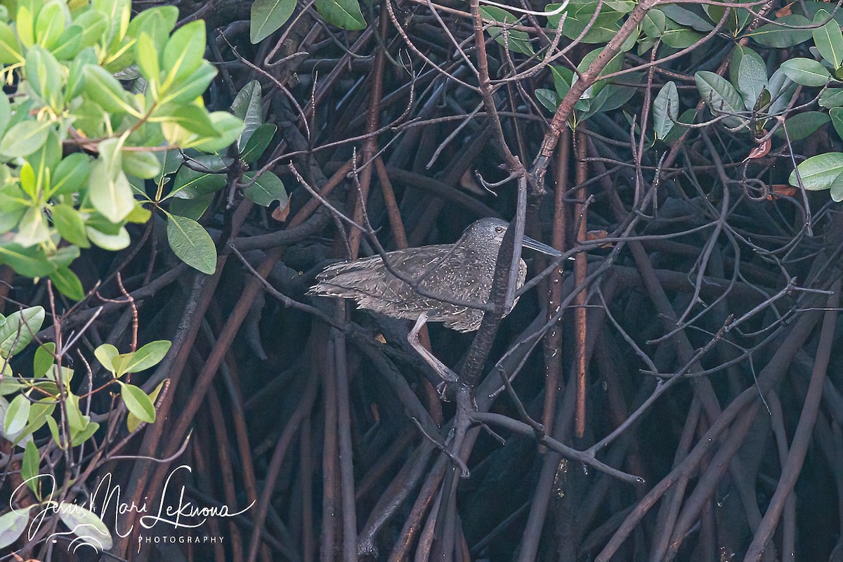 White-crested Tiger-Heron - ML633112190