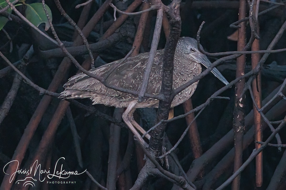 White-crested Tiger-Heron - ML633112191