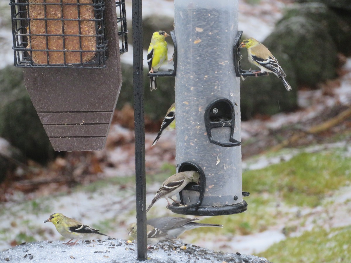 Jilguero Yanqui - ML633112318