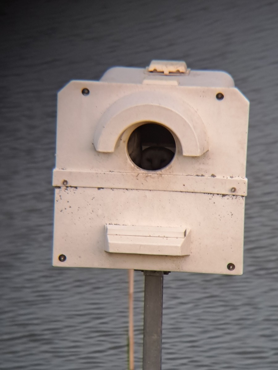 American Barn Owl - ML633112320