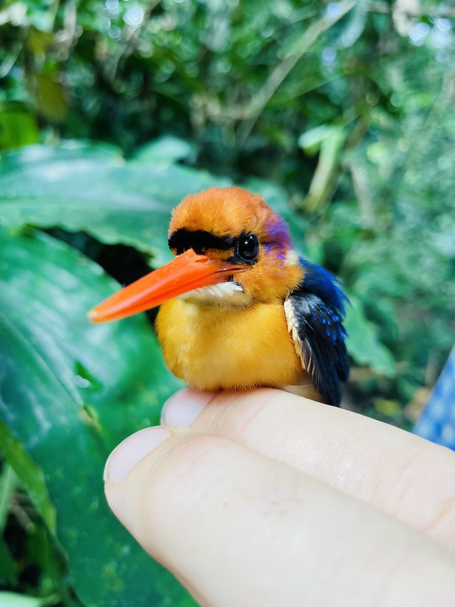 African Dwarf Kingfisher - ML633112383