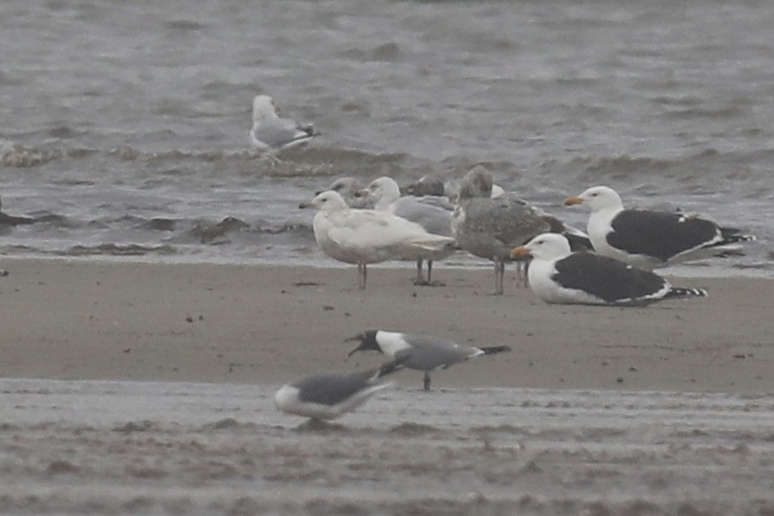 Goéland arctique (kumlieni) - ML633112400