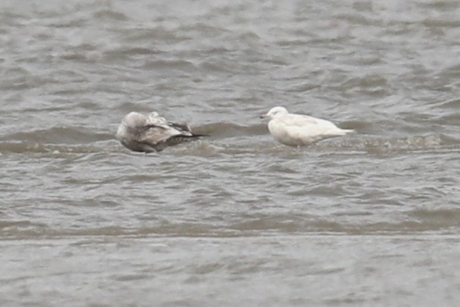Goéland arctique (kumlieni) - ML633112404
