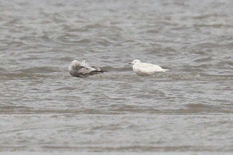 Goéland arctique (kumlieni) - ML633112405