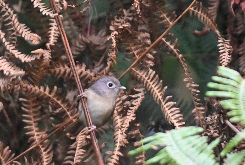 Nepal Fulvetta - ML633112411