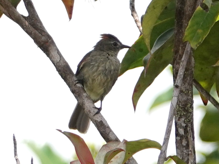 Rufous-crowned Elaenia - ML633112414
