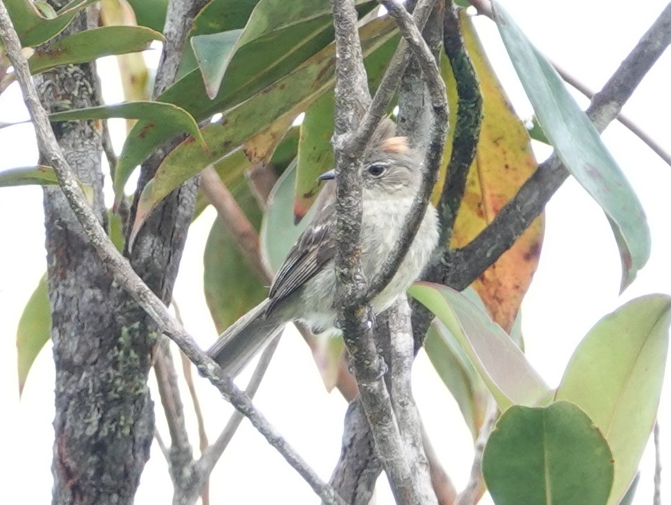 Rufous-crowned Elaenia - ML633112415