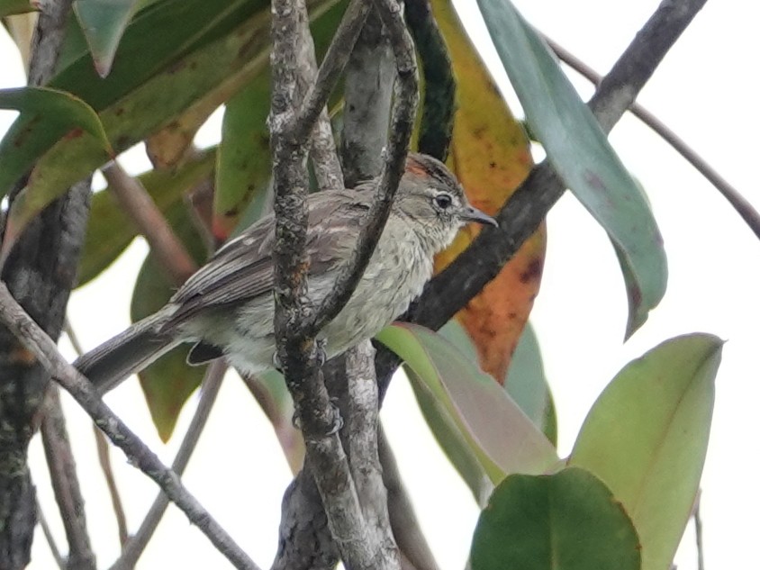 Rufous-crowned Elaenia - ML633112416