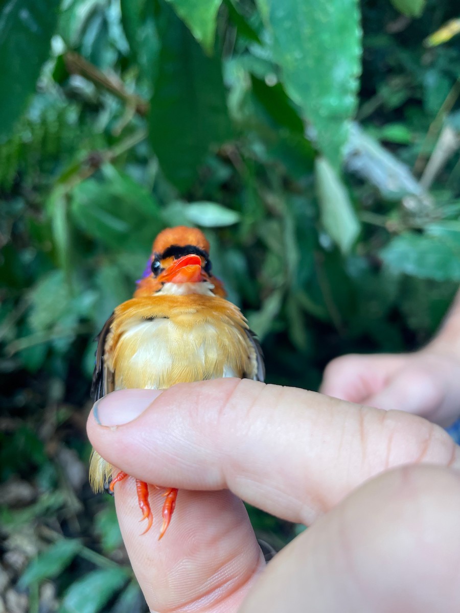 African Dwarf Kingfisher - ML633112445