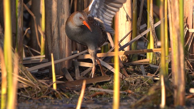 Water Rail - ML633112460