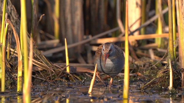Water Rail - ML633112461