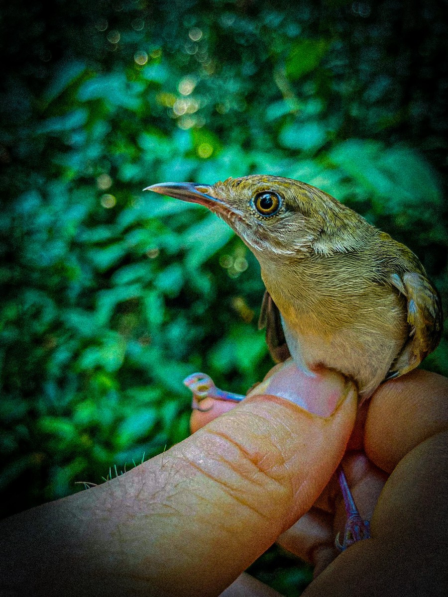 Gray Longbill - ML633112464