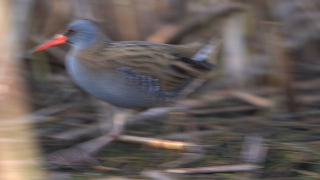 Water Rail - ML633112490