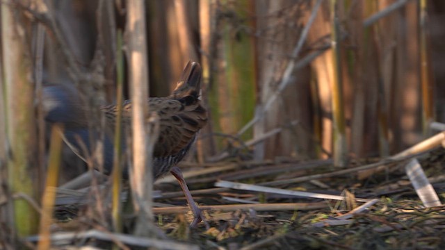 Water Rail - ML633112524